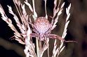 Eriophora_hamiltoni_F1657_Z_85_Mt Birangeli state park_Australie